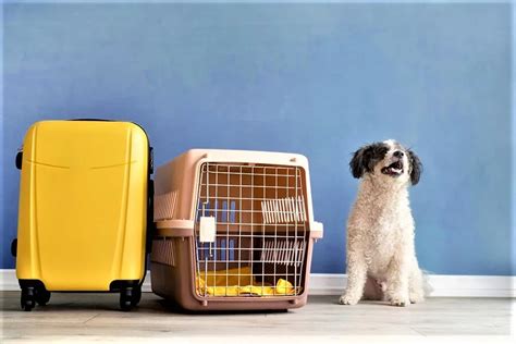 pet relocation services uk.